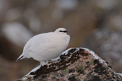 David Plant Photography - Wildlife Photography - Ptarmigan - Q