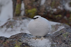 David Plant Photography - Wildlife Photography - Ptarmigan - R