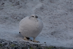 David Plant Photography - Wildlife Photography - Ptarmigan - S