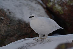 David Plant Photography - Wildlife Photography - Ptarmigan - T