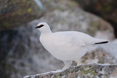 David Plant Photography - Wildlife Photography - Ptarmigan - U