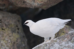 David Plant Photography - Wildlife Photography - Ptarmigan - V