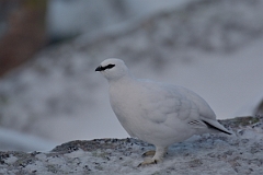 David Plant Photography - Wildlife Photography - Ptarmigan - W