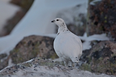 David Plant Photography - Wildlife Photography - Ptarmigan - X