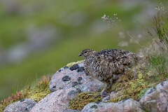 David Plant Photography - Wildlife Photography - Ptarmigan - Y