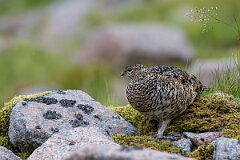David Plant Photography - Wildlife Photography - Ptarmigan - Z