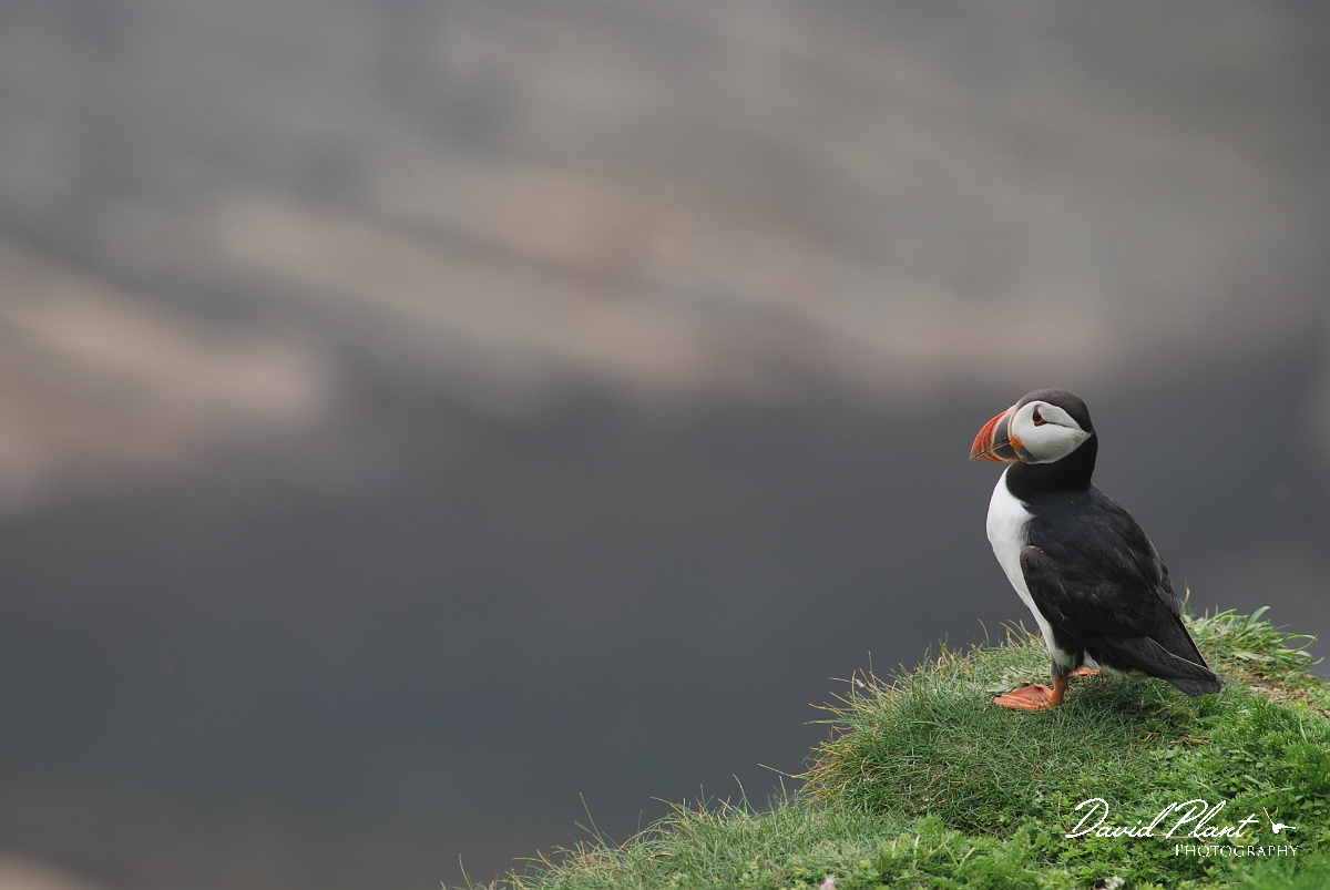 David Plant Photography - Wildlife Photographer - Puffin - A.JPG - Puffin - Shetland Islands