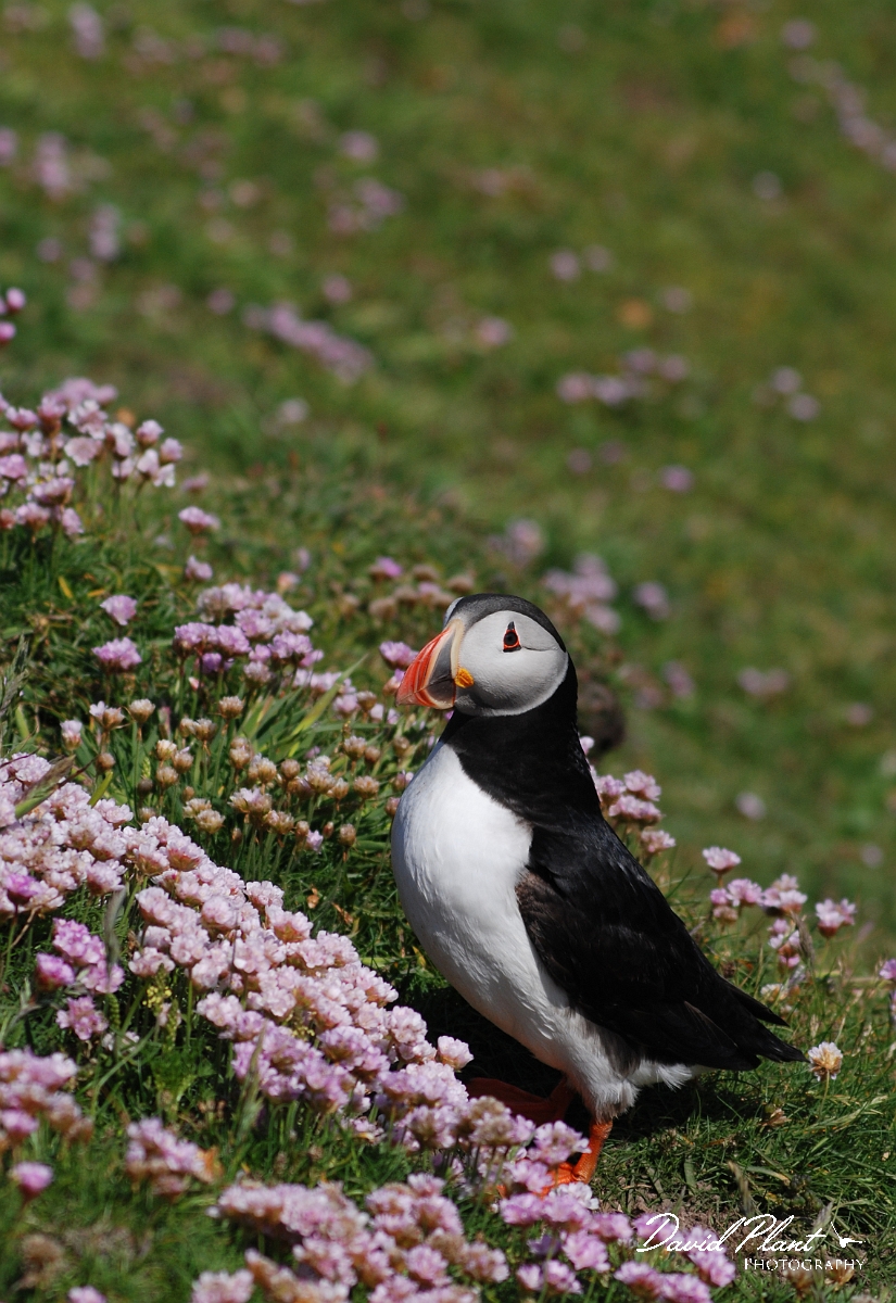 David Plant Photography - Wildlife Photographer - Puffin - C.JPG - Puffin - Shetland Islands