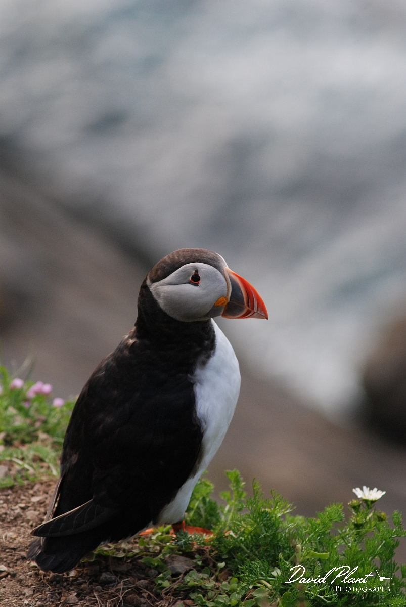David Plant Photography - Wildlife Photographer - Puffin - F.JPG - Puffin - Shetland Islands