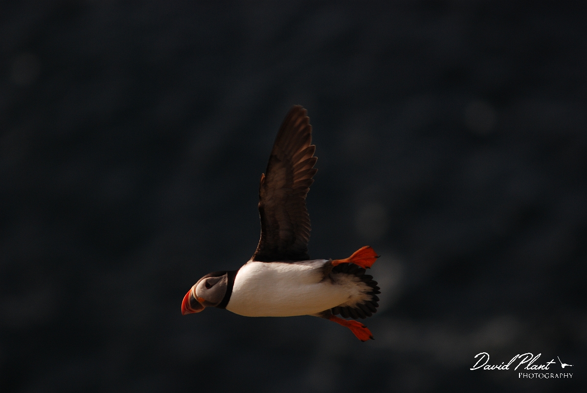 David Plant Photography - Wildlife Photographer - Puffin flying - A.JPG - Puffin in flight - Shetland Islands