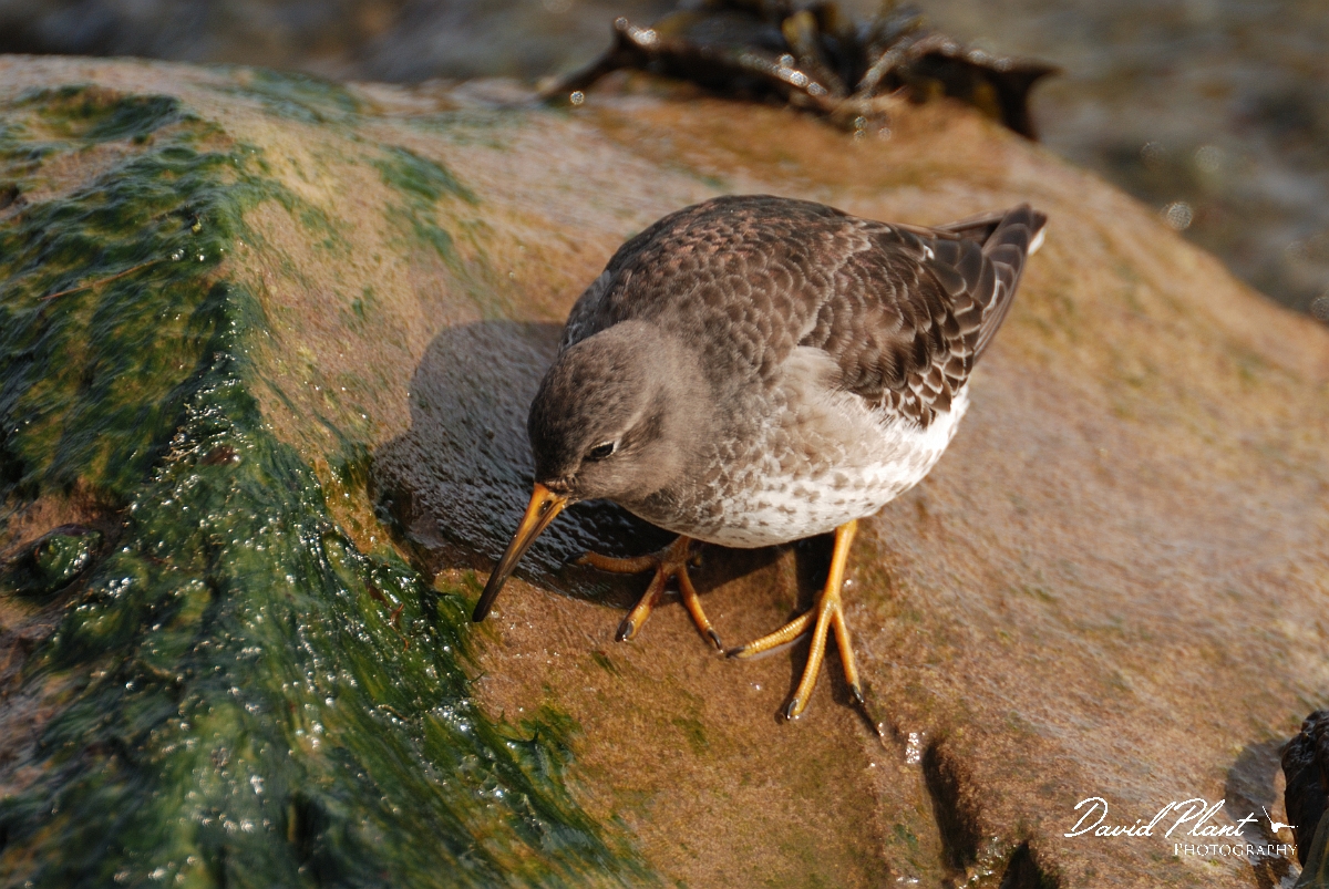 David Plant Photography - Wildlife Photography - Purple sandpiper - D.jpg - Purple sandpiper feeding - Suffolk