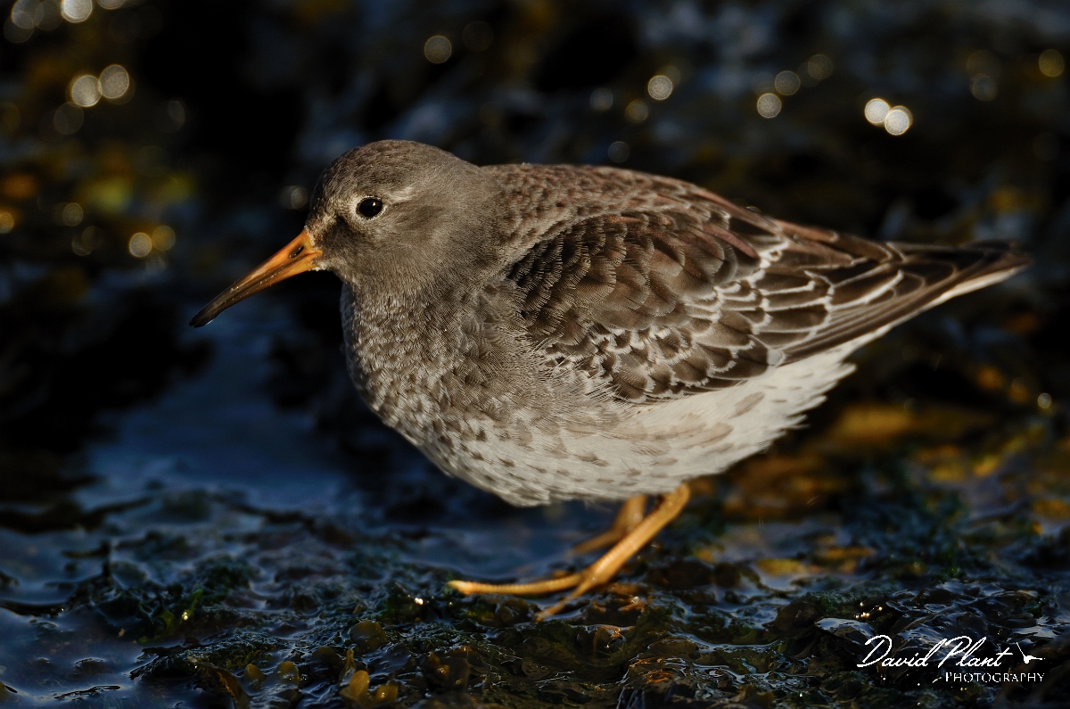 David Plant Photography - Wildlife Photography - Purple sandpiper - E.jpg - Purple sandiper - Suffolk
