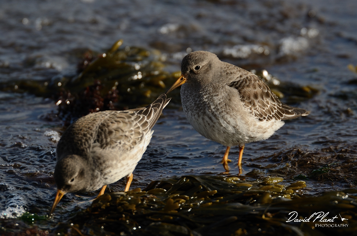 David Plant Photography - Wildlife Photography - Purple sandpiper - H.jpg - Purple sandpiper duo on shore - Suffolk