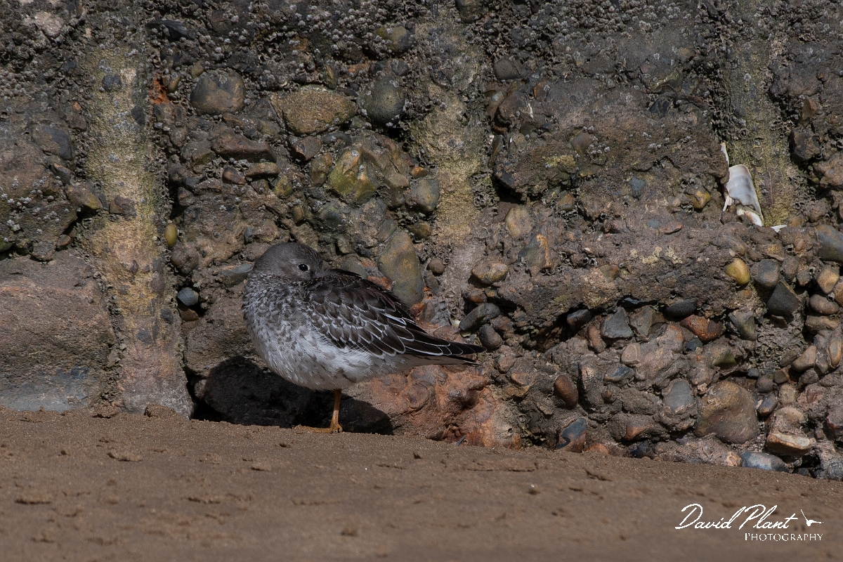 David Plant Photography - Wildlife Photography - Purple sandpiper - I.jpg - Purple sandpiper - Norfolk