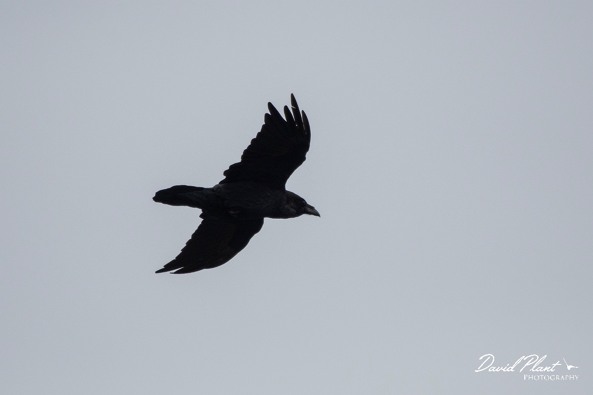 David Plant Photography - Wildlife Photography - Raven - B.JPG - Raven in flight - Caithness
