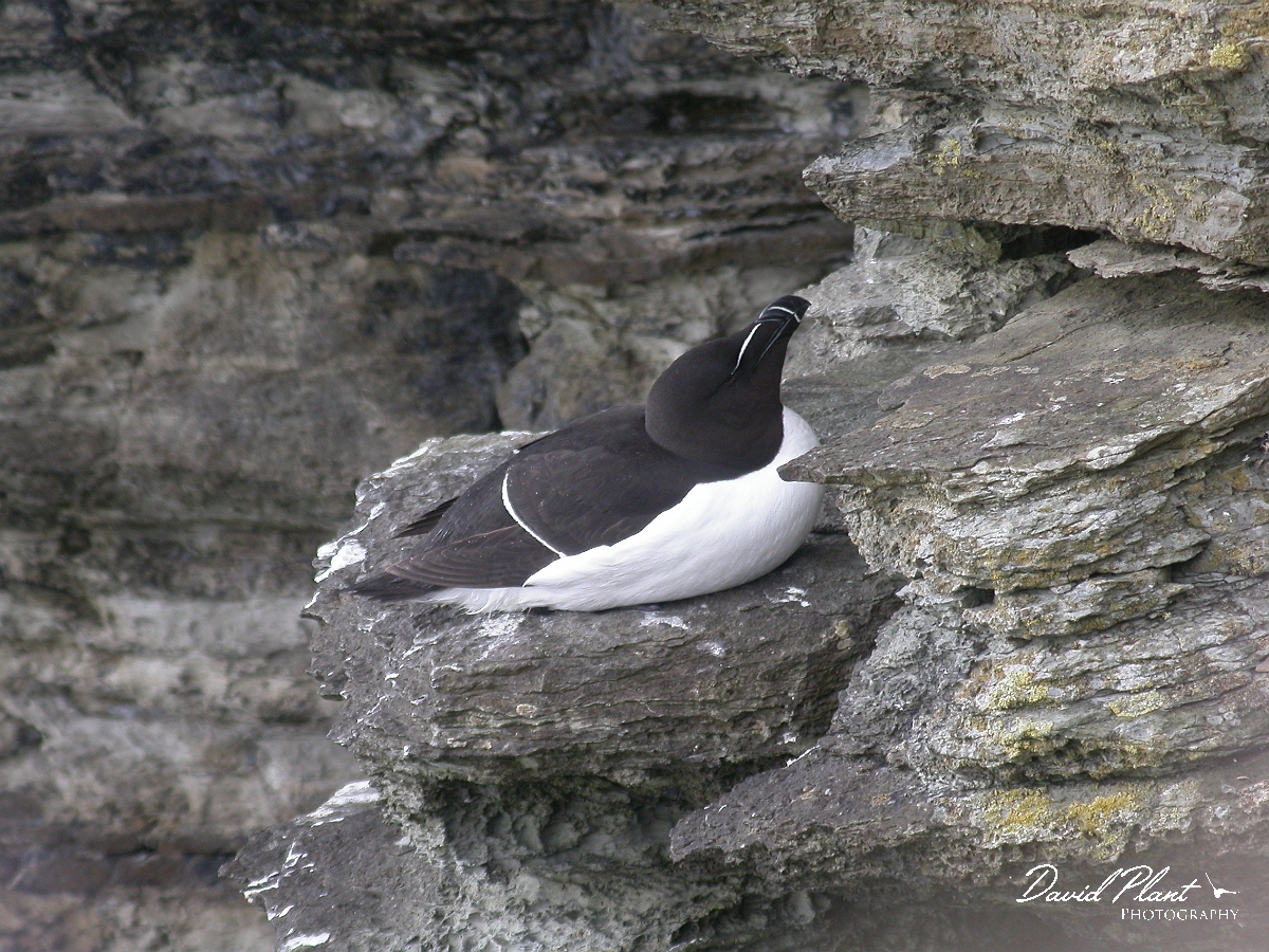 David Plant Photography - Wildlife Photographer - Razorbill - A.jpg - Razorbill - Orkney Islands