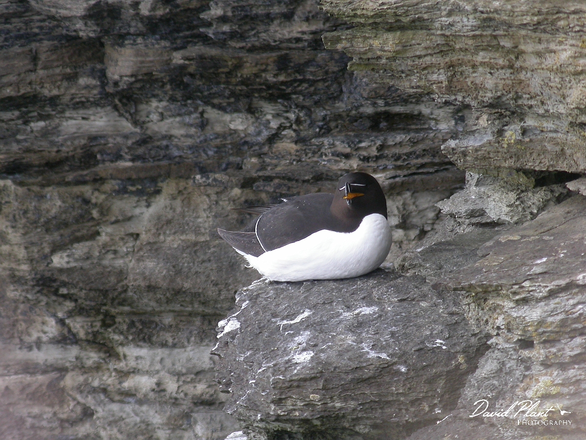 David Plant Photography - Wildlife Photographer - Razorbill - B.jpg - Razorbill - Orkney Islands