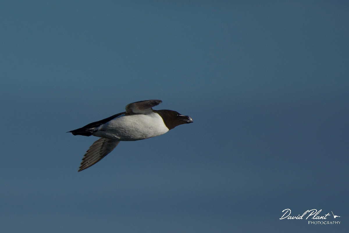 David Plant Photography - Wildlife Photography - Razorbill - D.jpg - Razorbill in flight - Anglesey