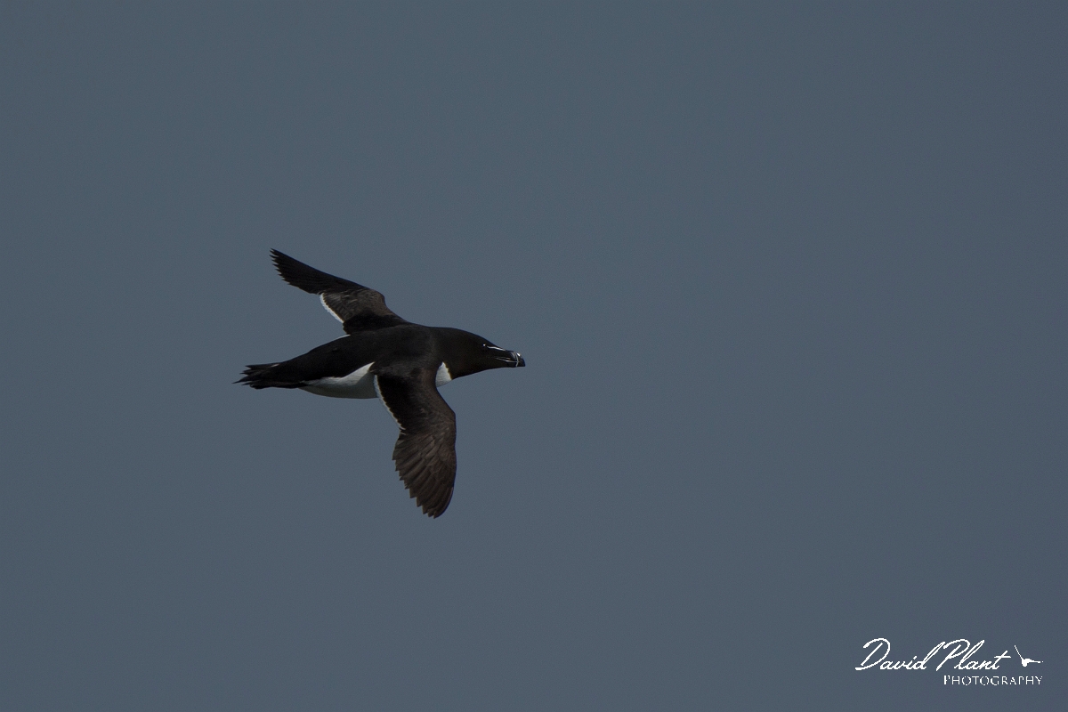 David Plant Photography - Wildlife Photography - Razorbill - E.jpg - Razorbill in flight - Anglesey