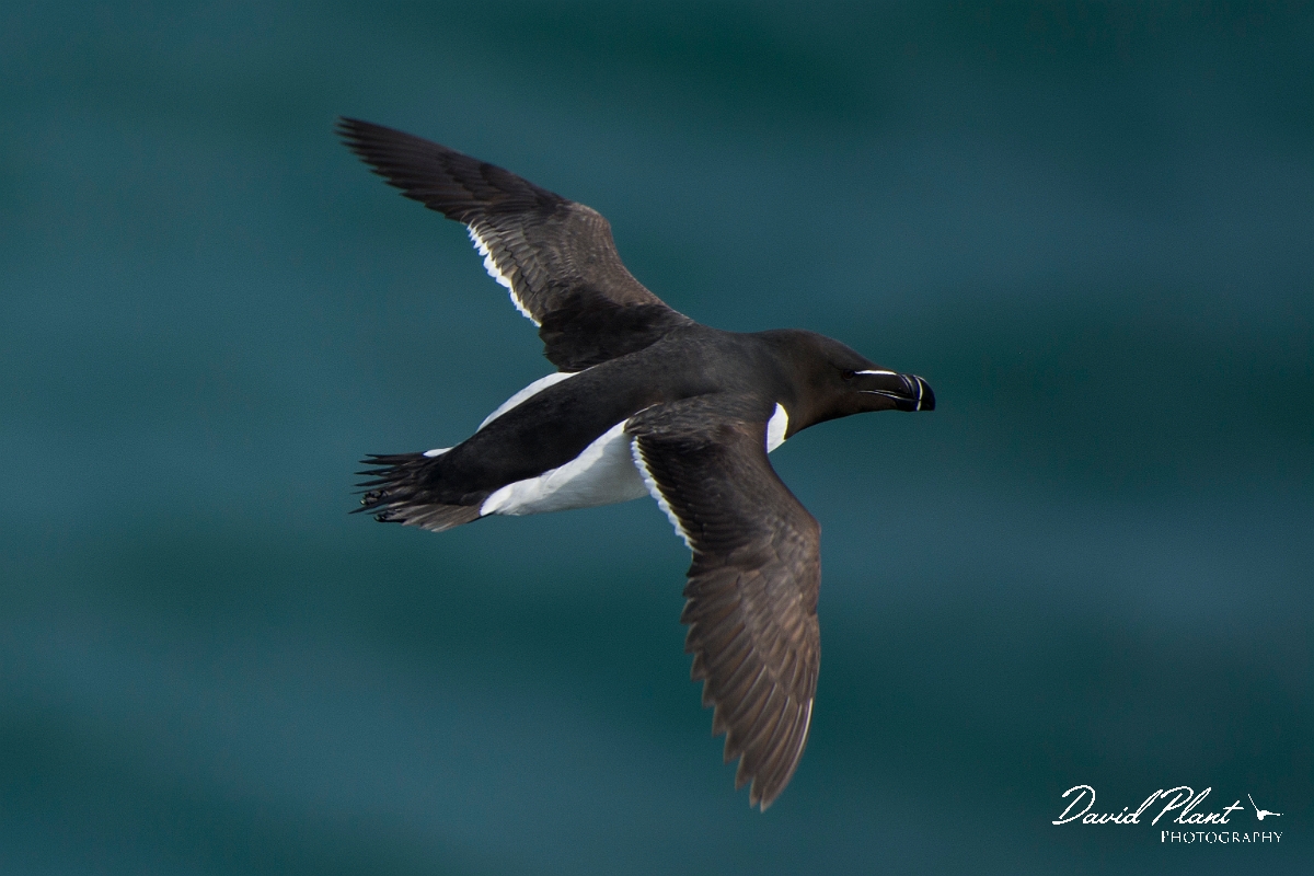 David Plant Photography - Wildlife Photography - Razorbill - F.jpg - Razorbill in flight - Anglesey