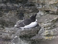 David Plant Photography - Wildlife Photographer - Razorbill - A