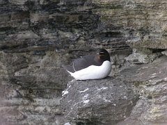 David Plant Photography - Wildlife Photographer - Razorbill - B