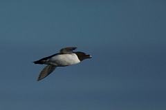 David Plant Photography - Wildlife Photography - Razorbill - D