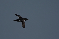 David Plant Photography - Wildlife Photography - Razorbill - E