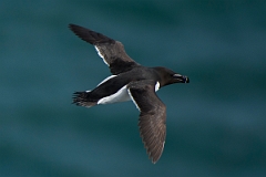 David Plant Photography - Wildlife Photography - Razorbill - F