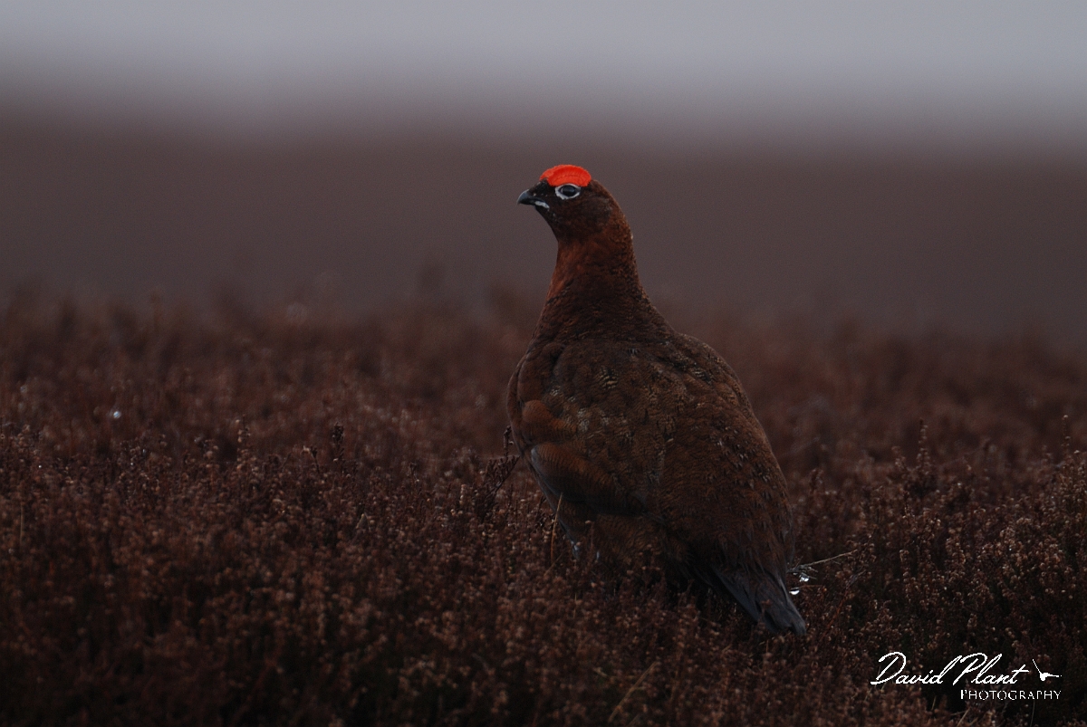 David Plant Photography - Wildlife Photography - Red grouse - A.jpg - Red grouse, male on a misty moor - North Yorkshire