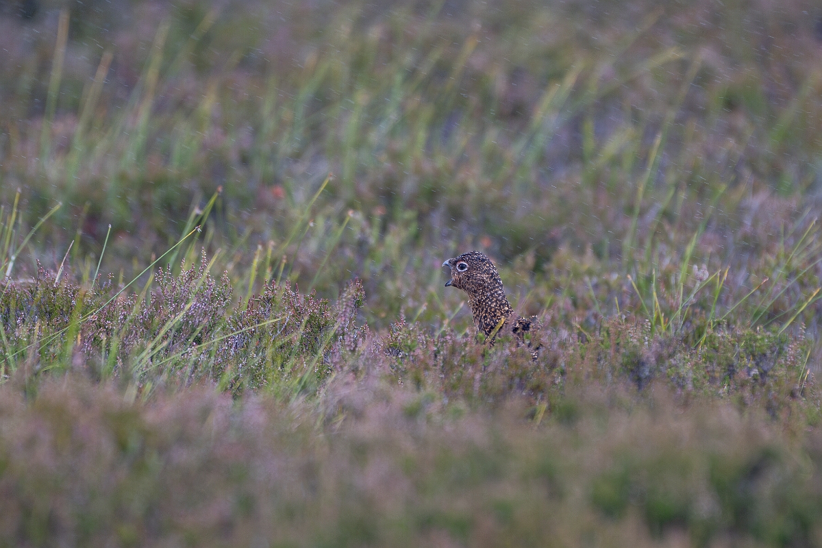 David Plant Photography - Wildlife Photography - Red grouse - AE.jpg - Red grouse - Highland