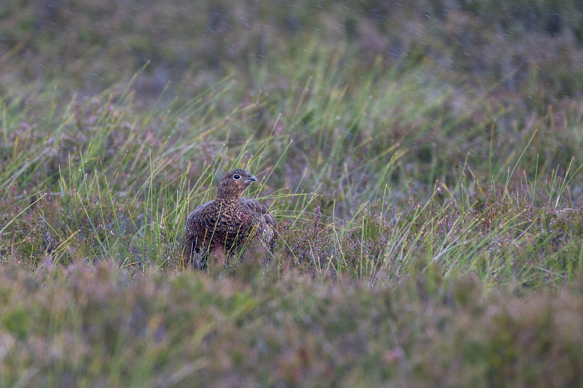 David Plant Photography - Wildlife Photography - Red grouse - AF.jpg - Red grouse - Highland