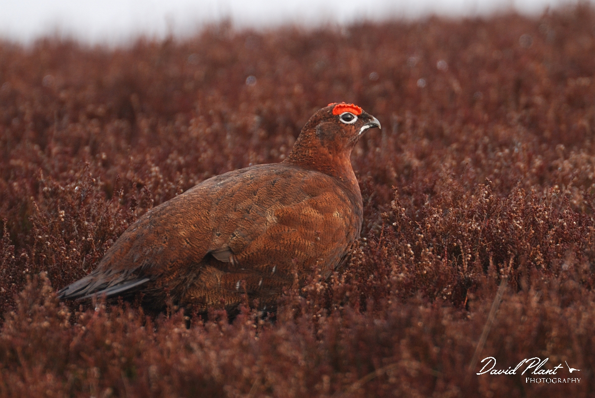 David Plant Photography - Wildlife Photography - Red grouse - B.jpg - Red grouse, male amongst heather - North Yorkshire