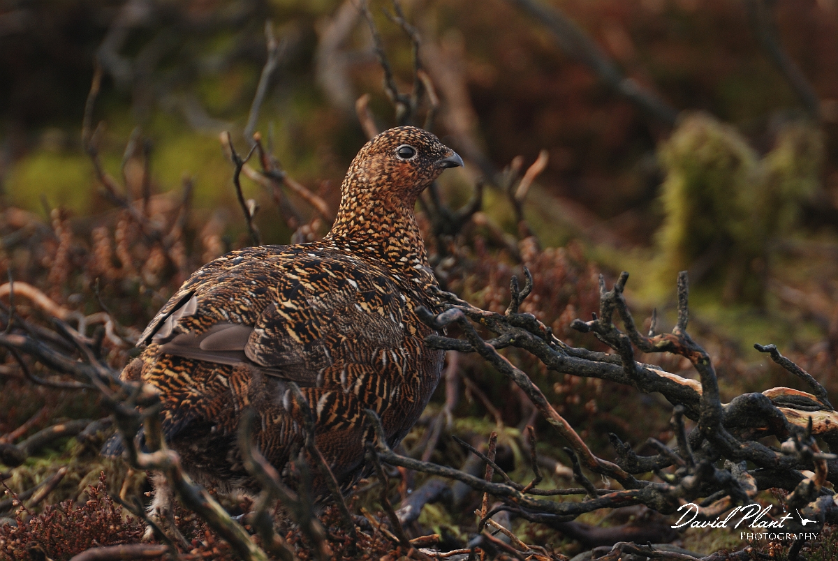 David Plant Photography - Wildlife Photography - Red grouse - C.jpg - Red grouse, female amongst heather twigs - North Yorkshire