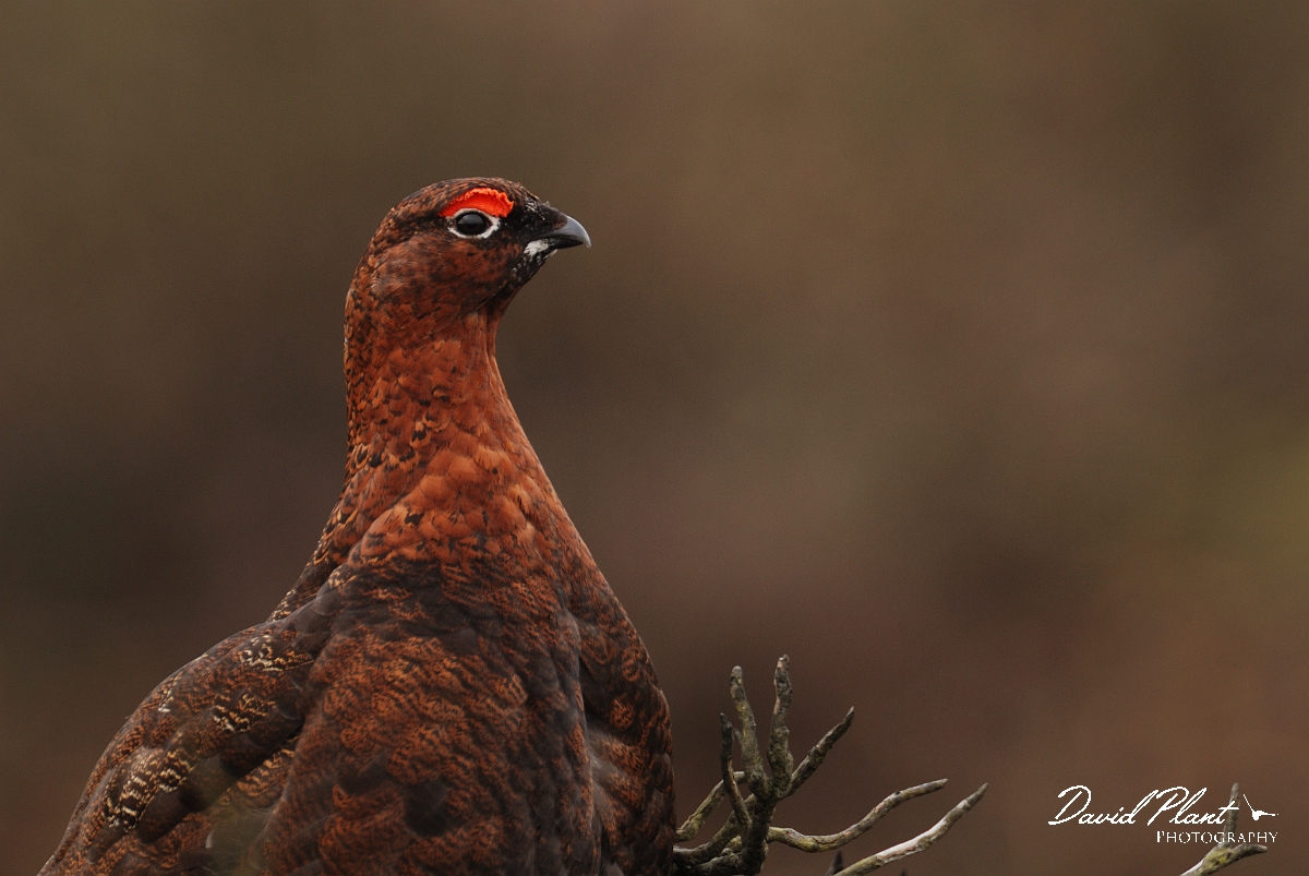 David Plant Photography - Wildlife Photography - Red grouse - E.jpg - Red grouse, male - North Yorkshire