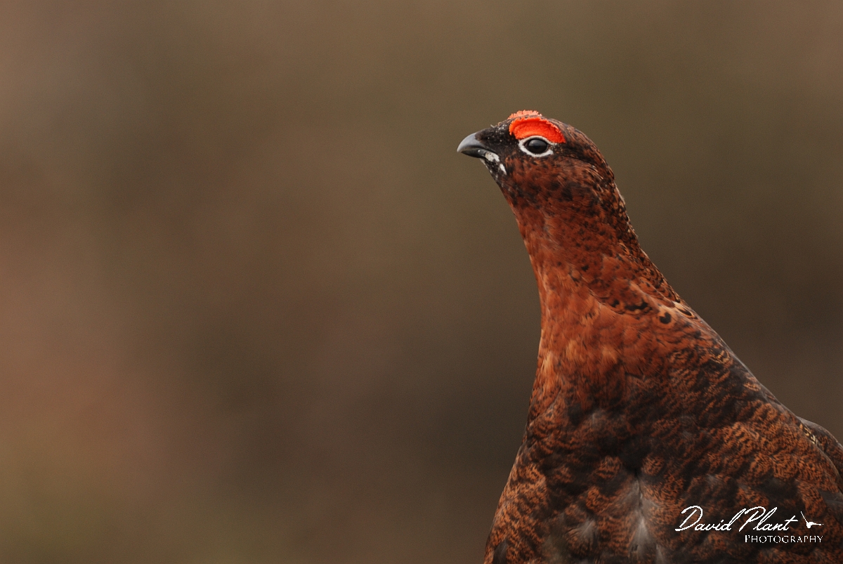 David Plant Photography - Wildlife Photography - Red grouse - F.jpg - Red grouse, male - North Yorkshire