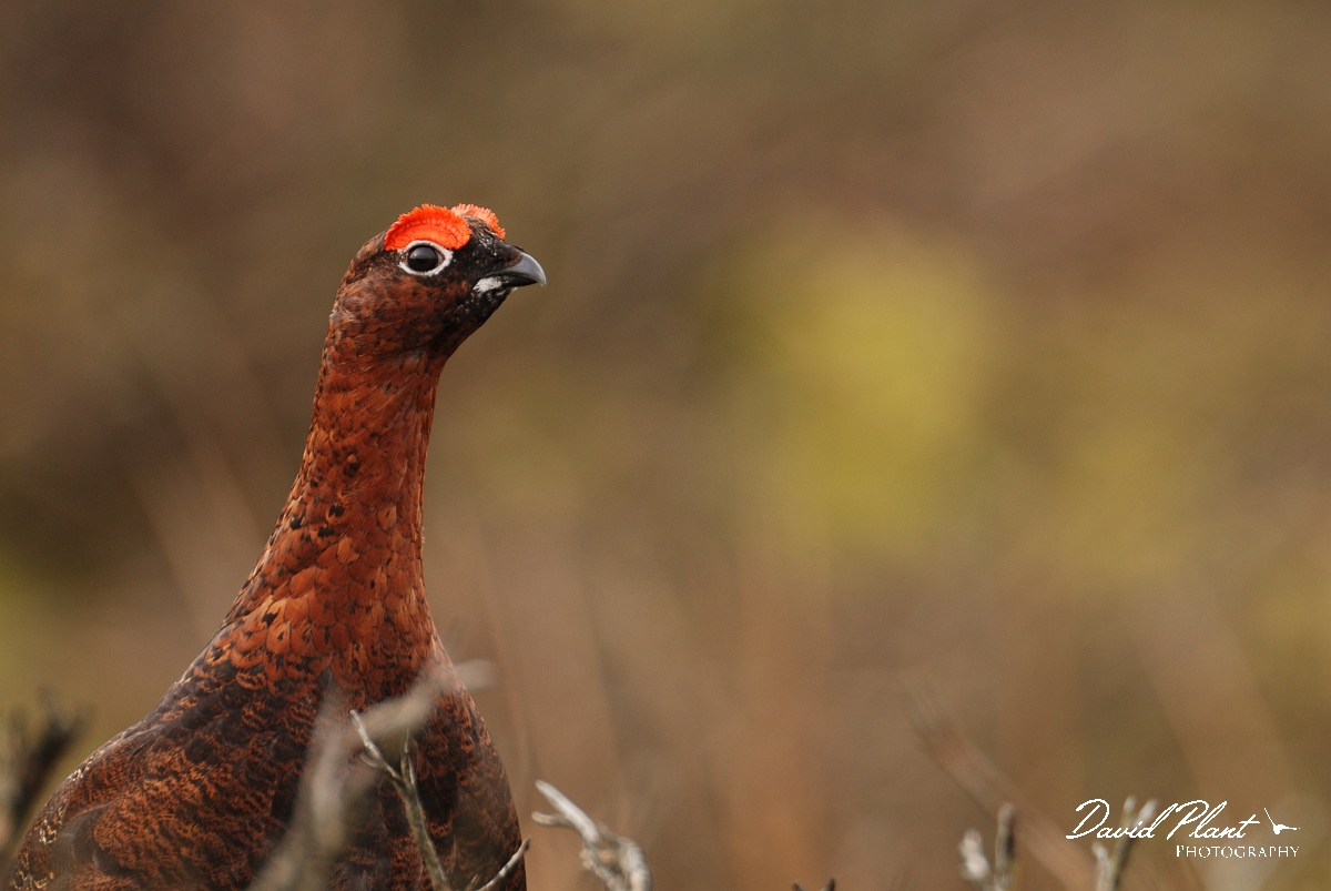 David Plant Photography - Wildlife Photography - Red grouse - G.jpg - Red grouse, male - North Yorkshire