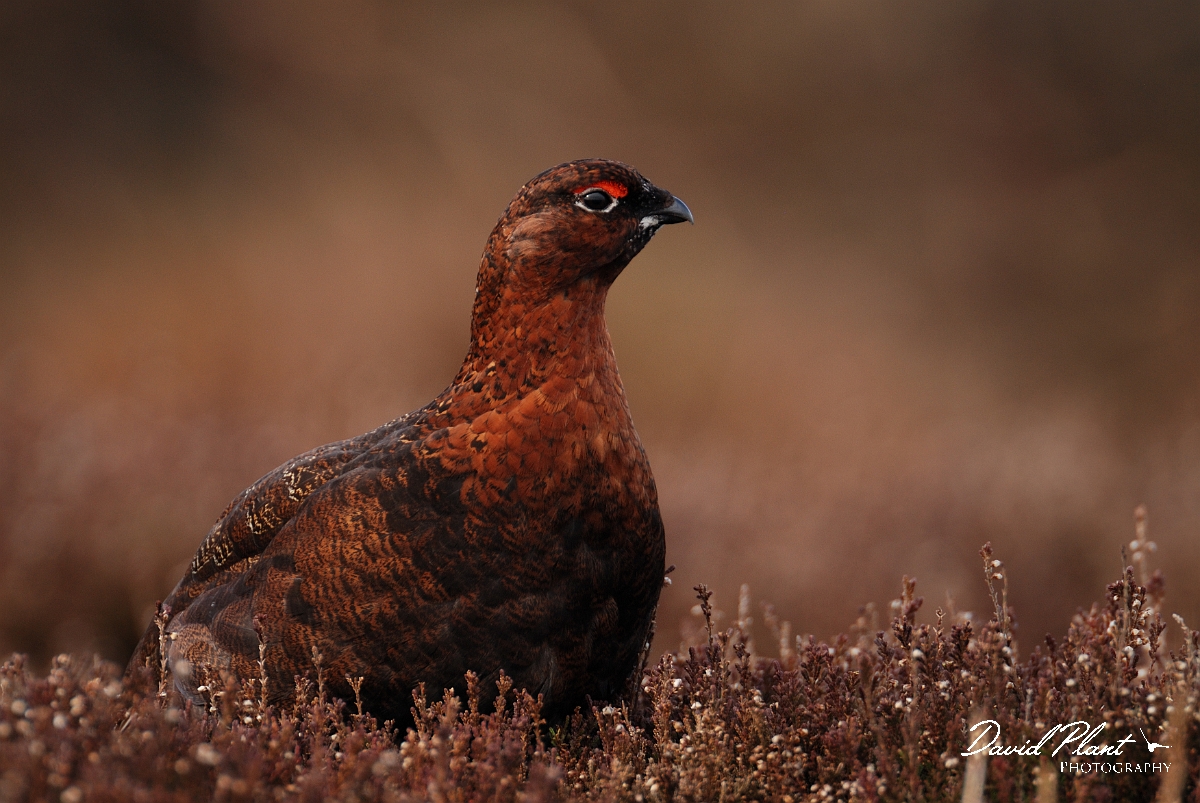 David Plant Photography - Wildlife Photography - Red grouse - J.jpg - Red grouse, male - North Yorkshire