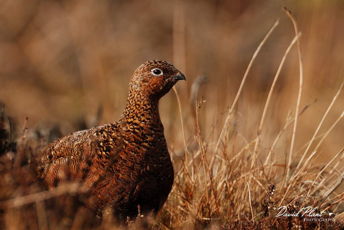 David Plant Photography - Wildlife Photography - Red grouse - K.jpg - Red grouse, female - North Yorkshire