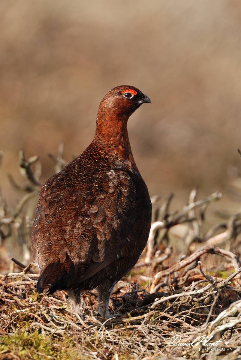 David Plant Photography - Wildlife Photography - Red grouse - L.jpg - Red grouse, male - North Yorkshire