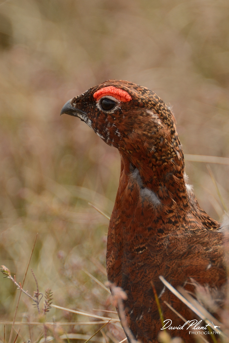 David Plant Photography - Wildlife Photography - Red grouse - M.jpg - Red grouse - Nairnshire