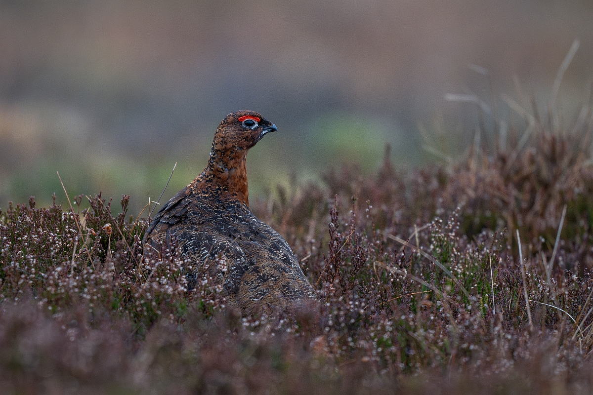 David Plant Photography - Wildlife Photography - Red grouse - N.jpg - Red grouse - Highland