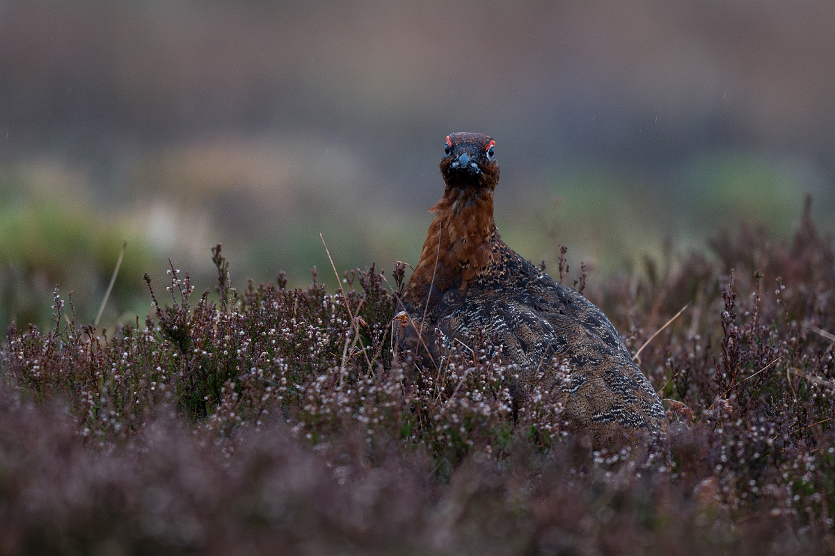 David Plant Photography - Wildlife Photography - Red grouse - P.jpg - Red grouse - Highland