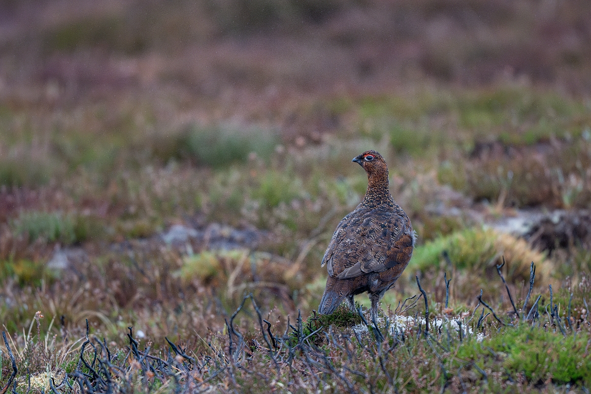 David Plant Photography - Wildlife Photography - Red grouse - T.jpg - Red grouse - Highland