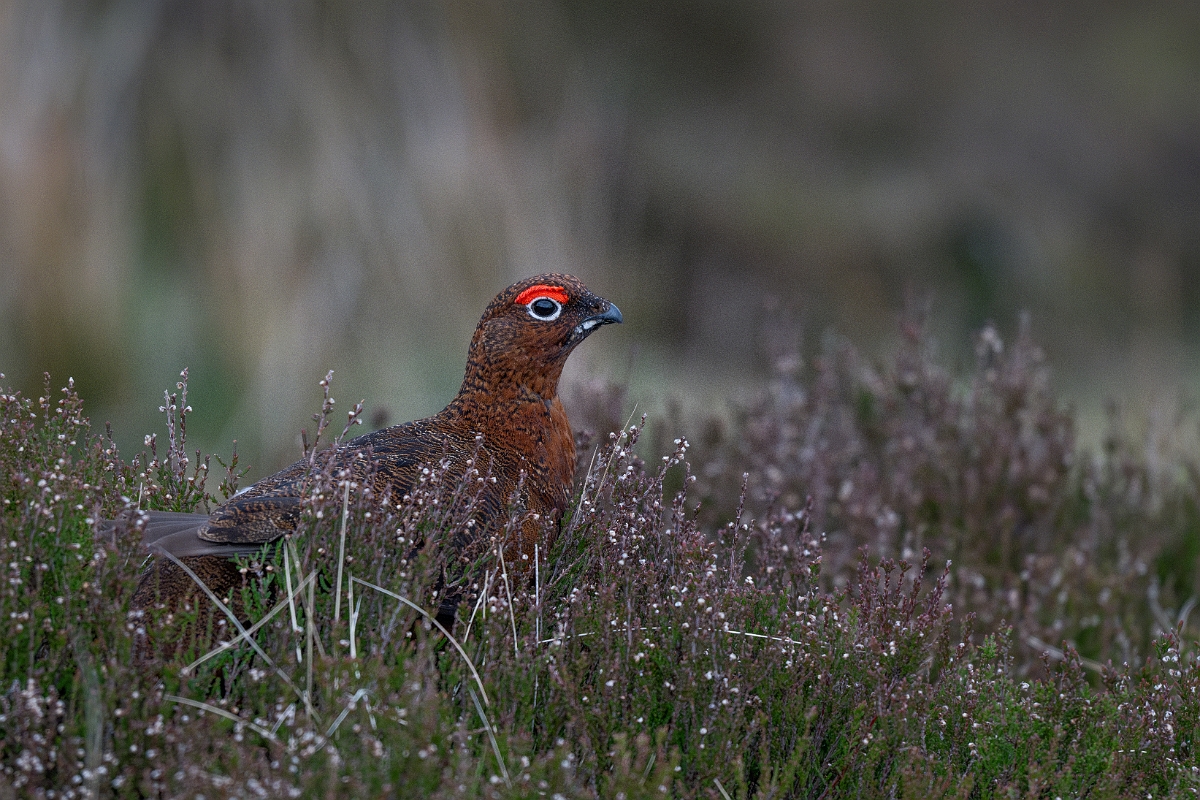 David Plant Photography - Wildlife Photography - Red grouse - V.jpg - Red grouse - Highland