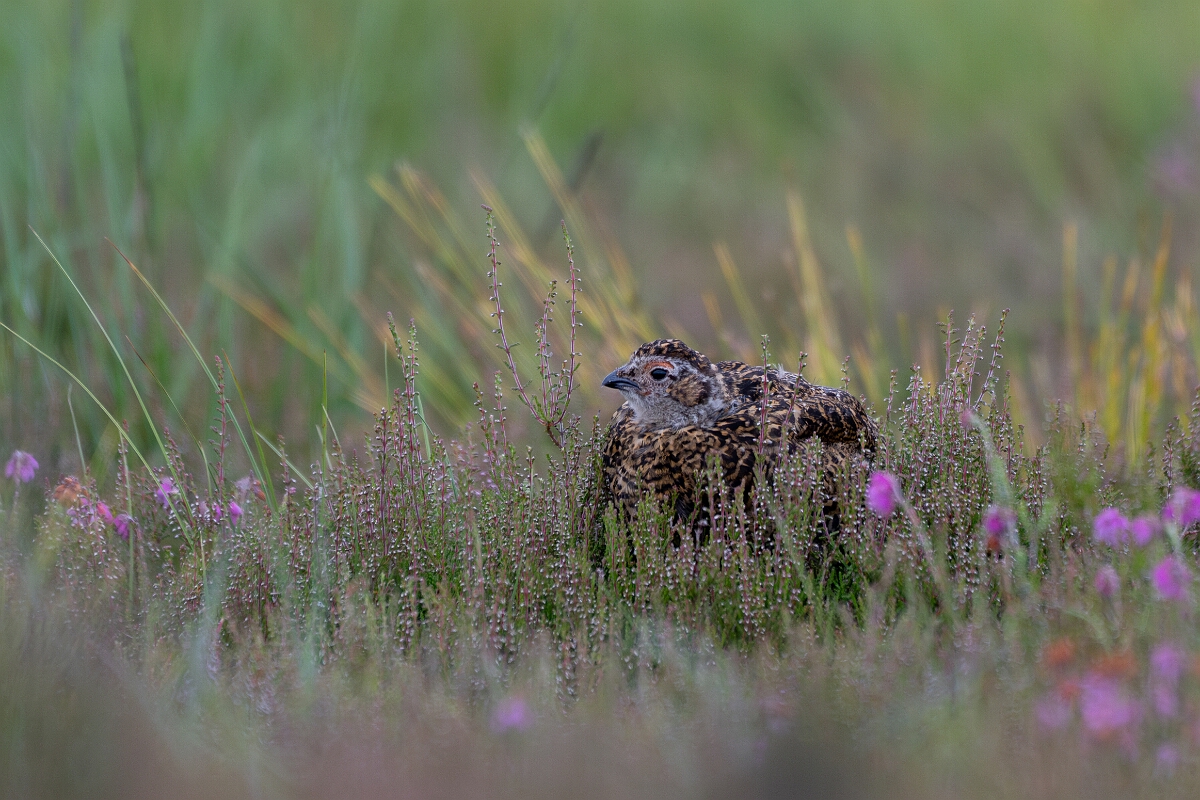 David Plant Photography - Wildlife Photography - Red grouse - Y.jpg - Red grouse, chick - Highland