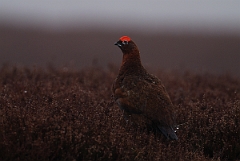 David Plant Photography - Wildlife Photography - Red grouse - A