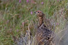 David Plant Photography - Wildlife Photography - Red grouse - AA