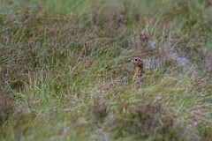 David Plant Photography - Wildlife Photography - Red grouse - AB