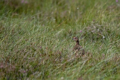 David Plant Photography - Wildlife Photography - Red grouse - AC